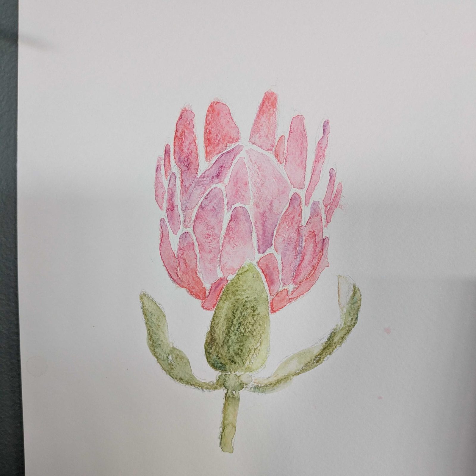 Protea